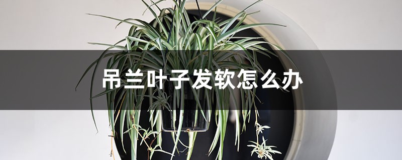 吊兰叶子发软怎么办 吊兰叶子发软怎么办