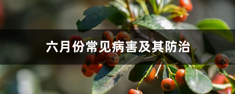 六月份常见病害及其防治 六月份常见病害及其防治