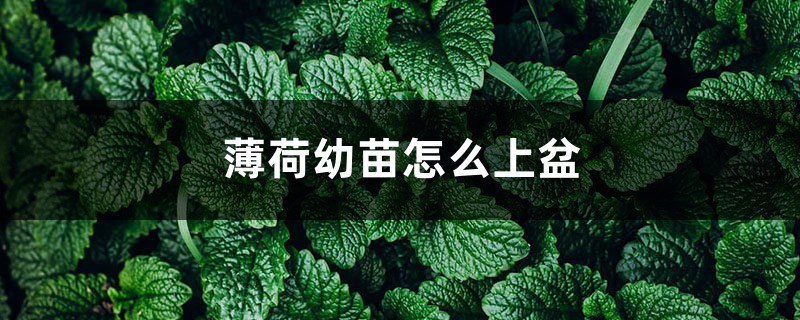 薄荷幼苗怎么上盆 薄荷幼苗怎么上盆