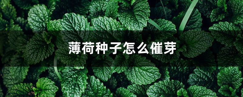 薄荷种子怎么催芽 薄荷种子怎么催芽