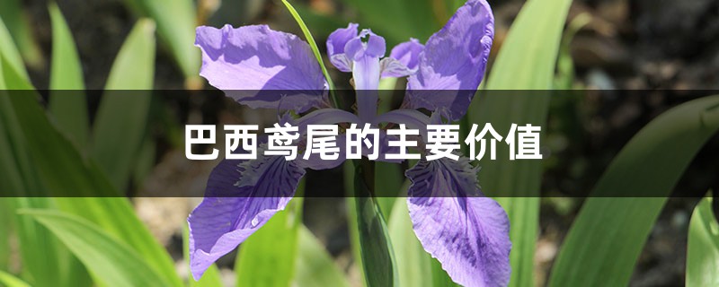 巴西鸢尾的主要价值 巴西鸢尾的主要价值