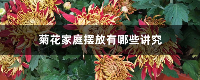 菊花家庭摆放有哪些讲究 菊花家庭摆放有哪些讲究