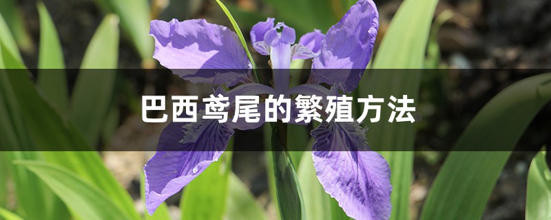 巴西鸢尾的繁殖方法 巴西鸢尾的繁殖方法