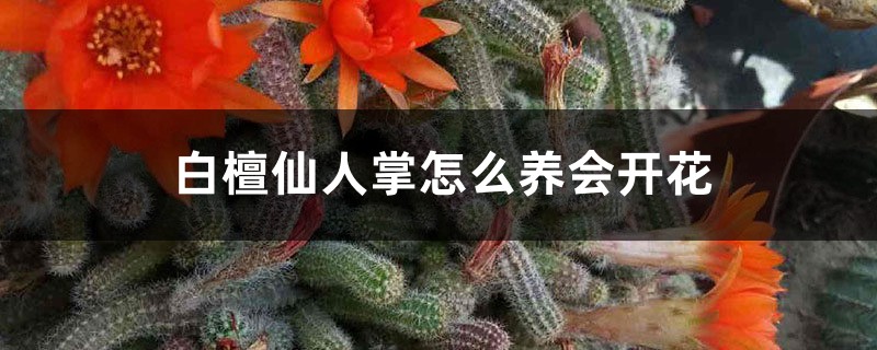 白檀仙人掌怎么养会开花 白檀仙人掌怎么养会开花