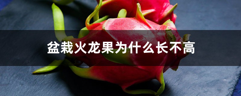 盆栽火龙果为什么长不高 盆栽火龙果为什么长不高