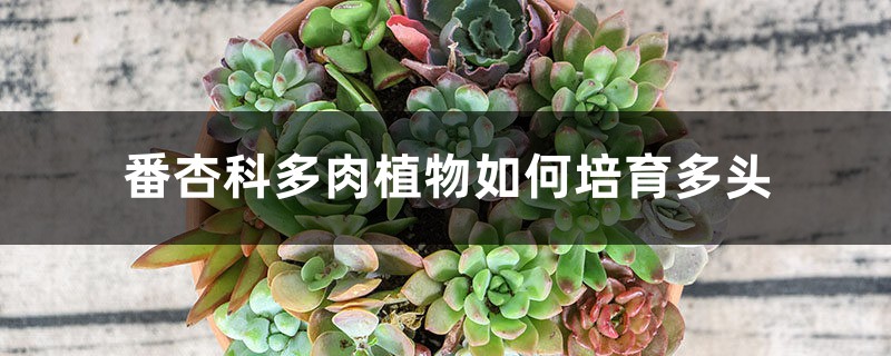 番杏科多肉植物如何培育多头 番杏科多肉植物如何培育多头