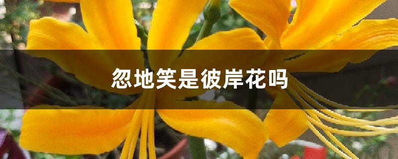 忽地笑是彼岸花吗 忽地笑是彼岸花吗