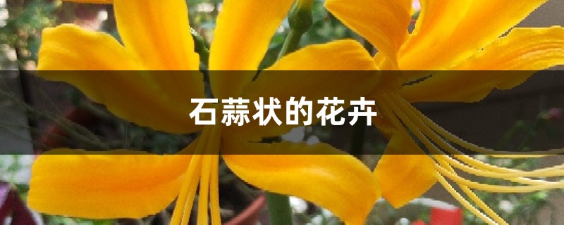 石蒜状的花卉 石蒜状的花卉