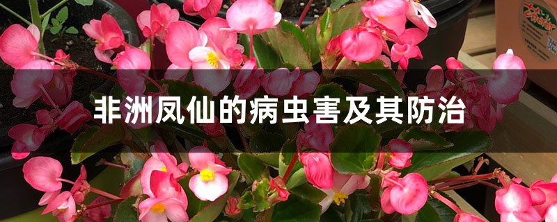 非洲凤仙的病虫害及其防治 非洲凤仙的病虫害及其防治