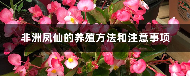 非洲凤仙的养殖方法和注意事项 非洲凤仙的养殖方法和注意事项