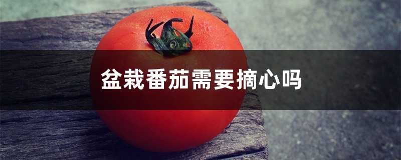 盆栽番茄需要摘心吗 盆栽番茄需要摘心吗