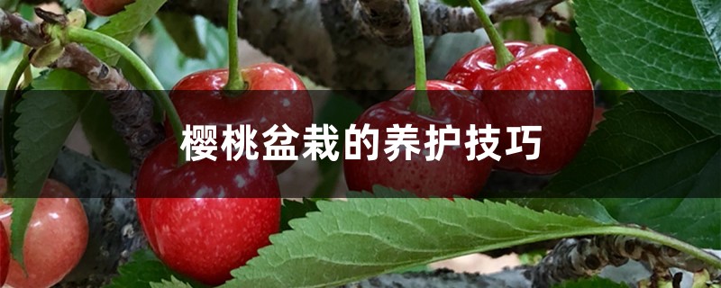 樱桃盆栽的养护技巧 樱桃盆栽的养护技巧