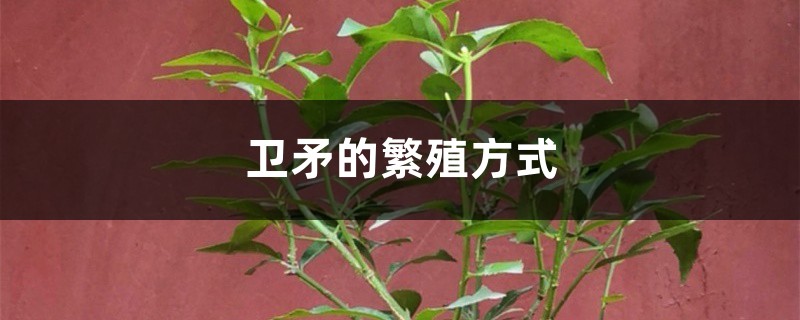 卫矛的繁殖方式 卫矛的繁殖方式