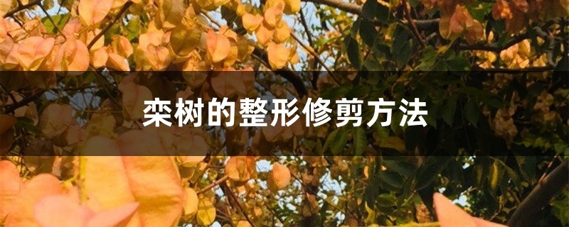 栾树的整形修剪方法 栾树的整形修剪方法
