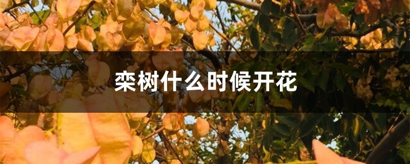 栾树什么时候开花 栾树什么时候开花