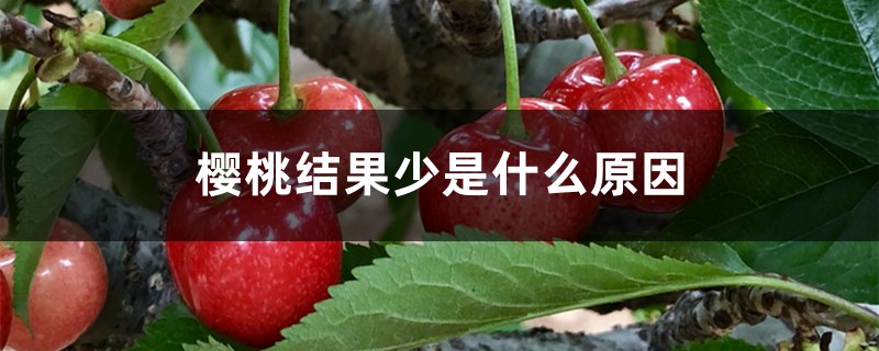 樱桃结果少是什么原因 樱桃结果少是什么原因