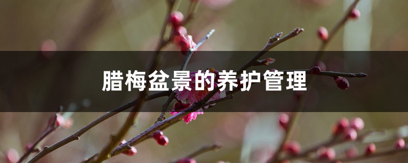 腊梅盆景的养护管理 腊梅盆景的养护管理
