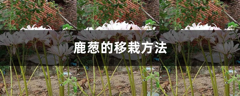 鹿葱的移栽方法 鹿葱的移栽方法