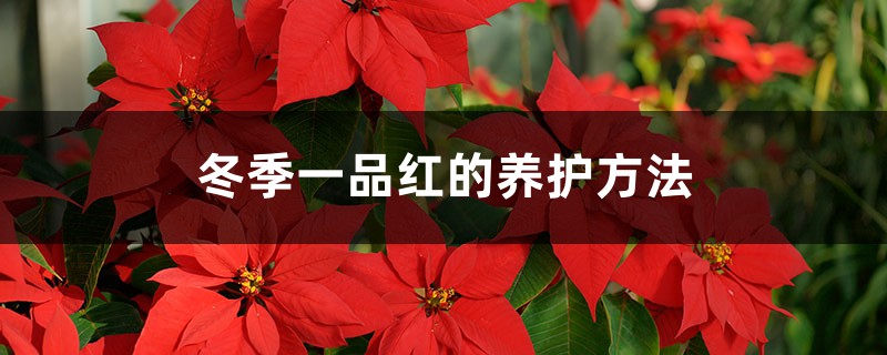 冬季一品红的养护方法 冬季一品红的养护方法