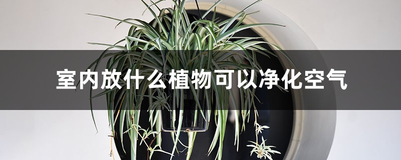 室内放什么植物可以净化空气 室内放什么植物可以净化空气