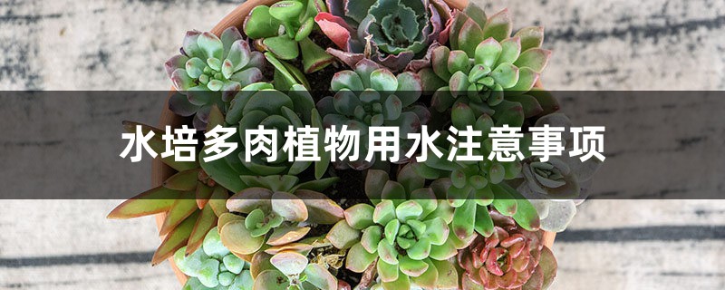 水培多肉植物用水注意事项 水培多肉植物用水注意事项