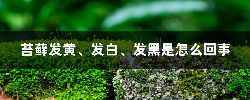 苔藓发黄、发白、发黑是怎么回事 苔藓发黄、发白、发黑是怎么回事
