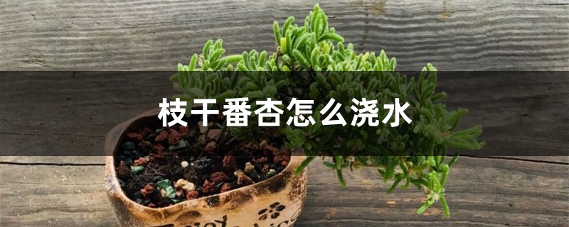 枝干番杏怎么浇水 枝干番杏怎么浇水