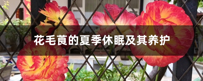 花毛莨的夏季休眠及其养护 花毛莨的夏季休眠及其养护