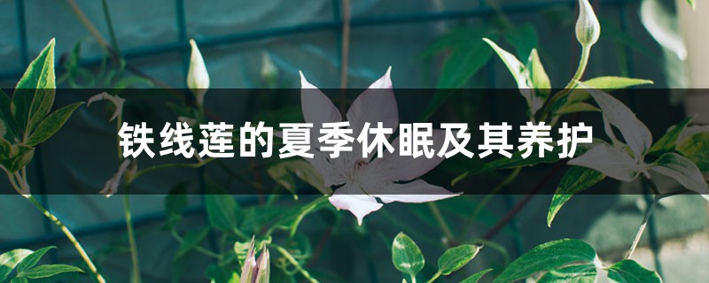 铁线莲的夏季休眠及其养护 铁线莲的夏季休眠及其养护
