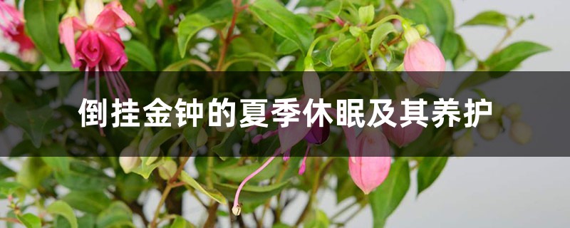 倒挂金钟的夏季休眠及其养护 倒挂金钟的夏季休眠及其养护