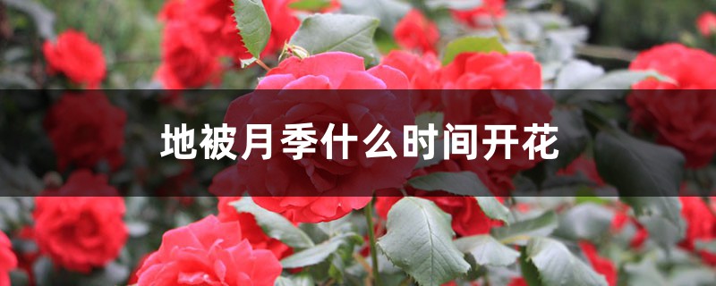 地被月季什么时间开花 地被月季什么时间开花