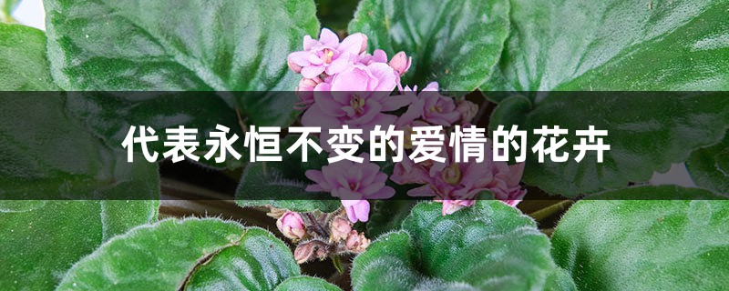 代表永恒不变的爱情的花卉 代表永恒不变的爱情的花卉
