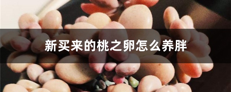 新买来的桃之卵怎么养胖 新买来的桃之卵怎么养胖