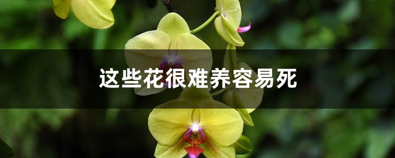 这些花很难养容易死 这些花很难养容易死