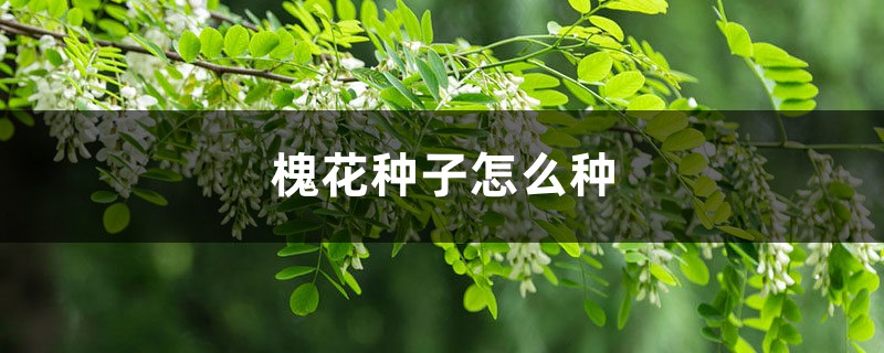 槐花种子怎么种 槐花种子怎么种
