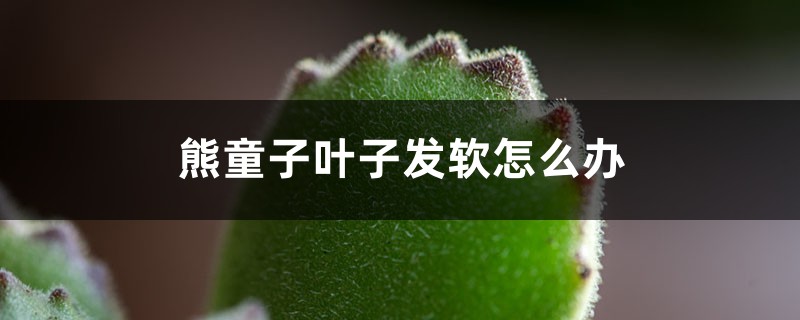 熊童子叶子发软怎么办 熊童子叶子发软怎么办