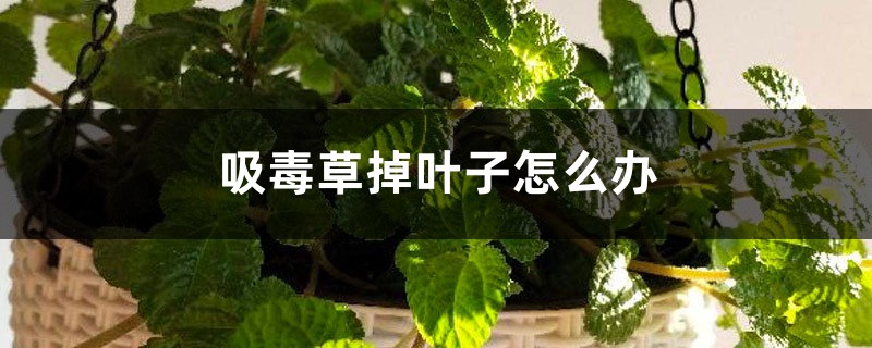 吸毒草掉叶子怎么办 吸毒草掉叶子怎么办