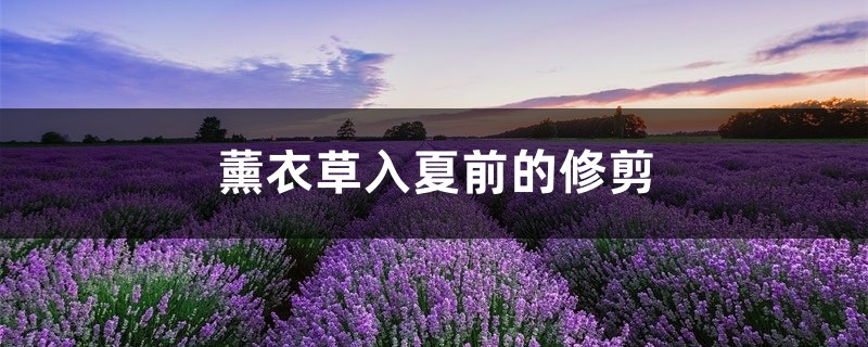 薰衣草入夏前的修剪 薰衣草入夏前的修剪