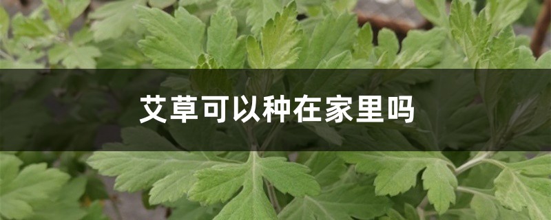 艾草可以种在家里吗 艾草可以种在家里吗
