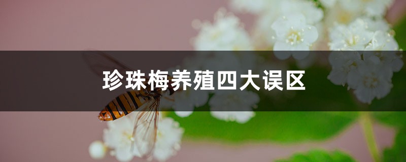 珍珠梅养殖四大误区 珍珠梅养殖四大误区
