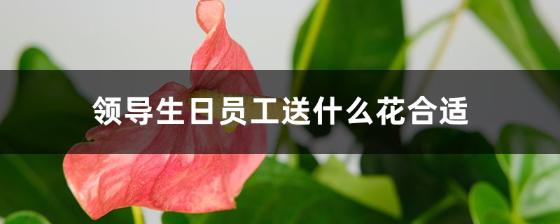 领导生日员工送什么花合适 领导生日员工送什么花合适