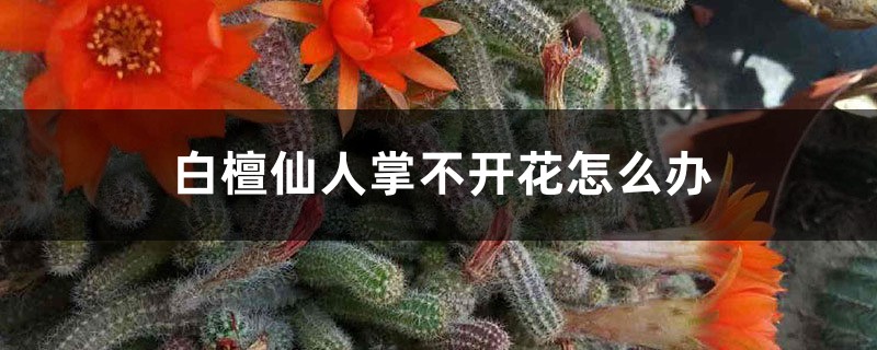 白檀仙人掌不开花怎么办 白檀仙人掌不开花怎么办