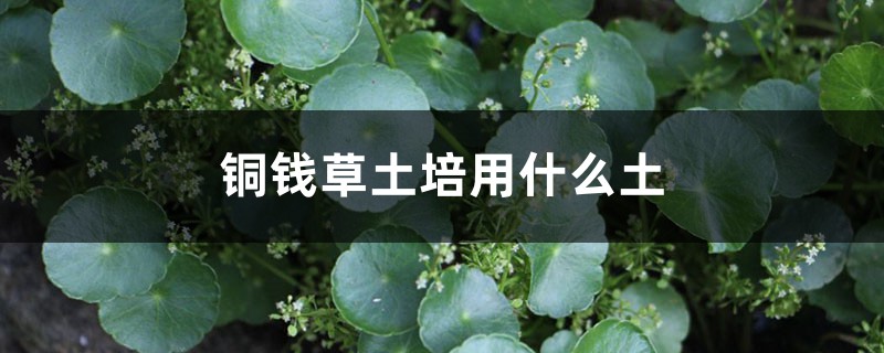 铜钱草土培用什么土 铜钱草土培用什么土
