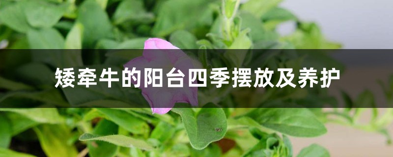 矮牵牛的阳台四季摆放及养护 矮牵牛的阳台四季摆放及养护