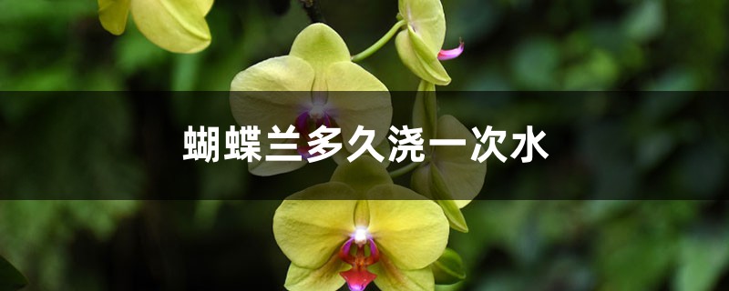蝴蝶兰多久浇一次水 蝴蝶兰多久浇一次水