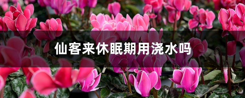 仙客来休眠期用浇水吗 仙客来休眠期用浇水吗