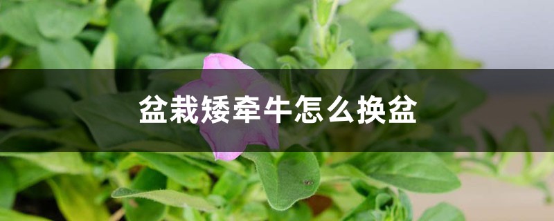 盆栽矮牵牛怎么换盆 盆栽矮牵牛怎么换盆