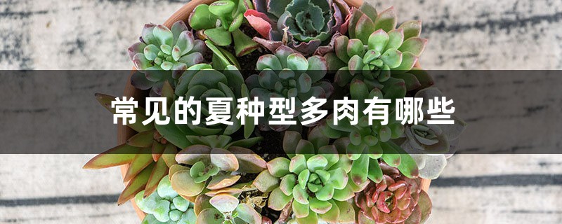 常见的夏种型多肉有哪些 常见的夏种型多肉有哪些