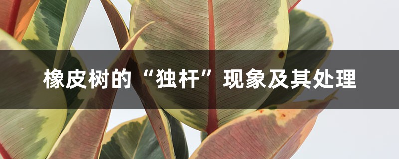 橡皮树的“独杆”现象及其处理 橡皮树的“独杆”现象及其处理