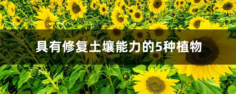 具有修复土壤能力的5种植物 具有修复土壤能力的5种植物